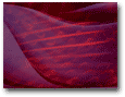 backgrounds work in many programs
